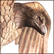 axyca's Avatar